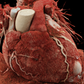 Estudios de imagen cardiovascular Pack 2: Dirección + Lectura Especializada
